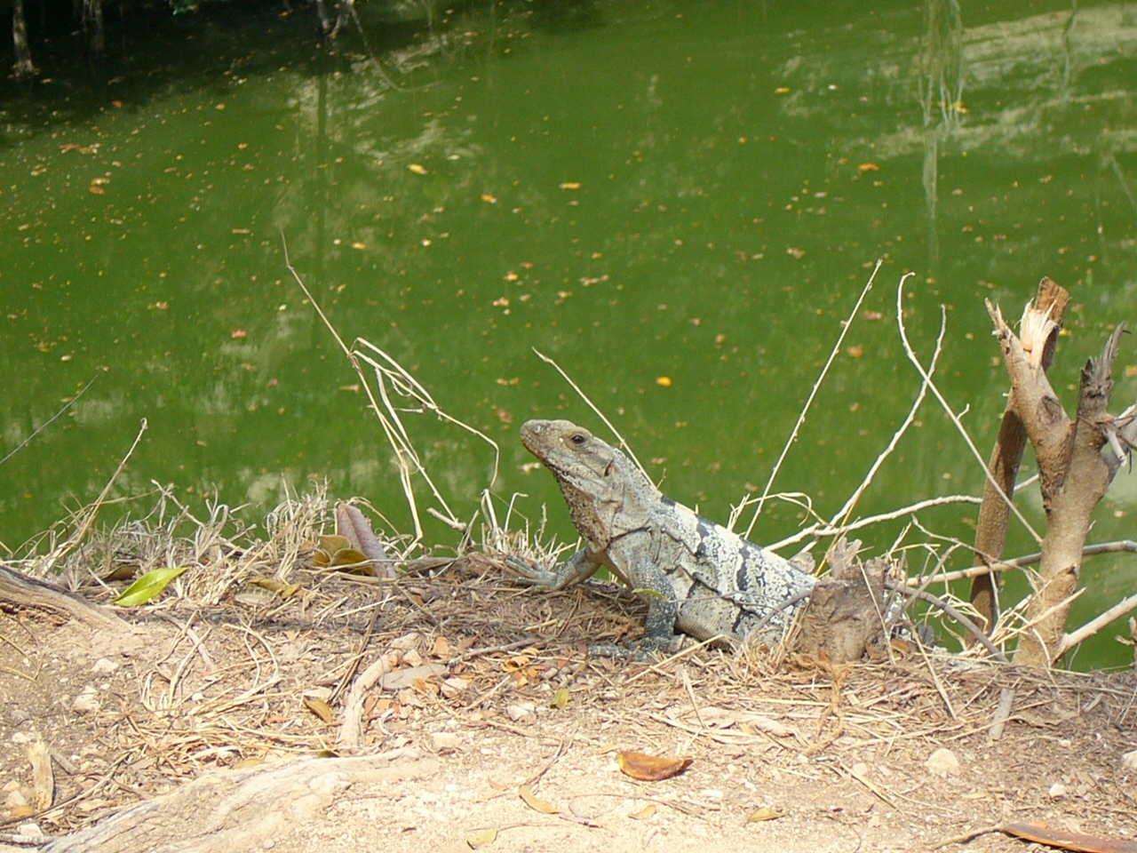 Cancun__Mexico_085.jpg