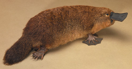 platypus.jpg