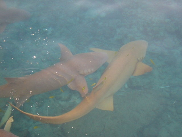 shark6.jpg